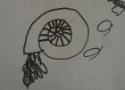 Best Ammonite