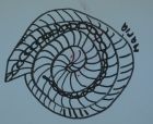 The best Nautilis Shell *2nd place*