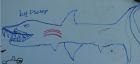 The best shark!