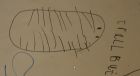 The best trilobite!