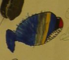 The most colourful shark!
