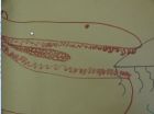 The best pliosaur eating a jellyfish!